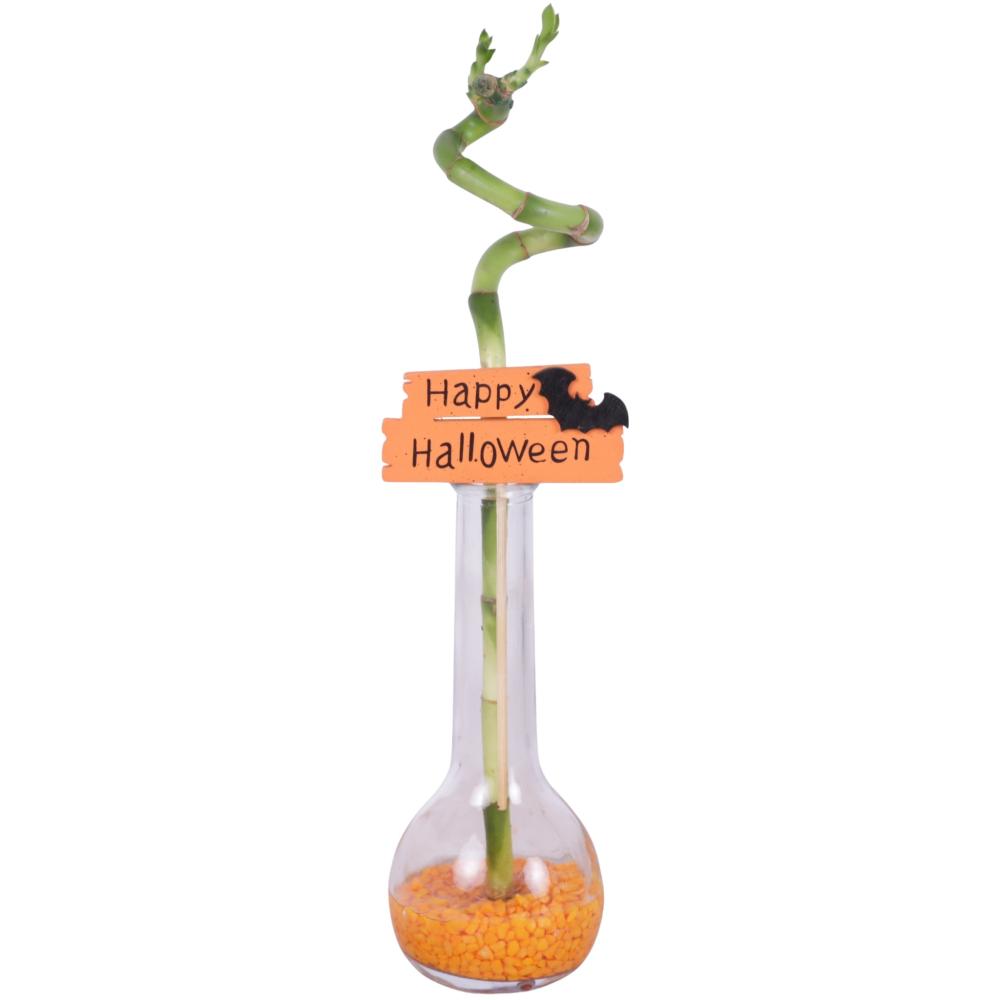 Lucky bamboo