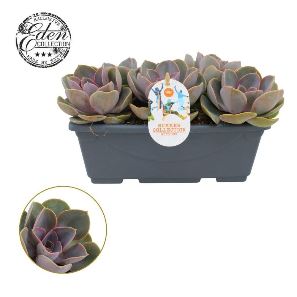 Echeveria