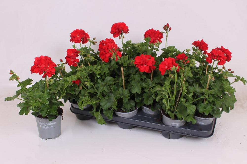 Geranium
