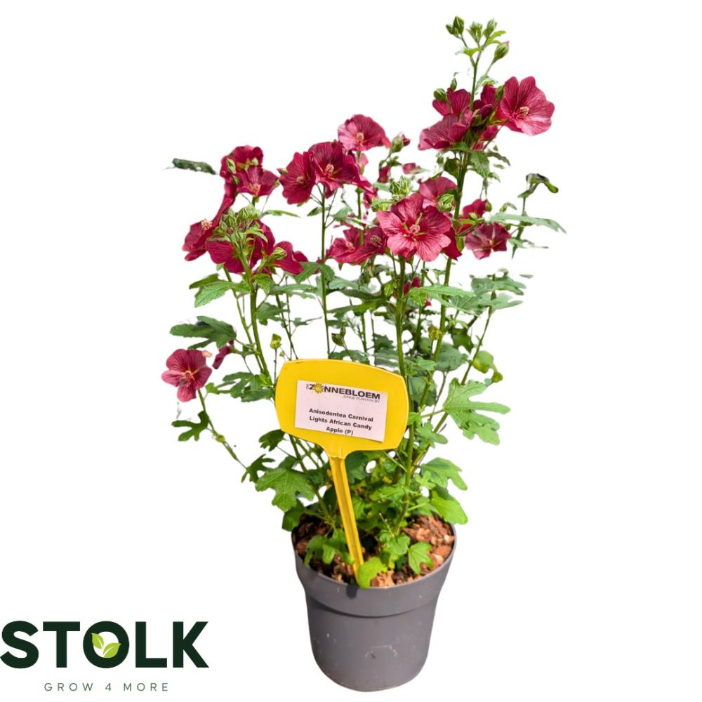 Anisodontea