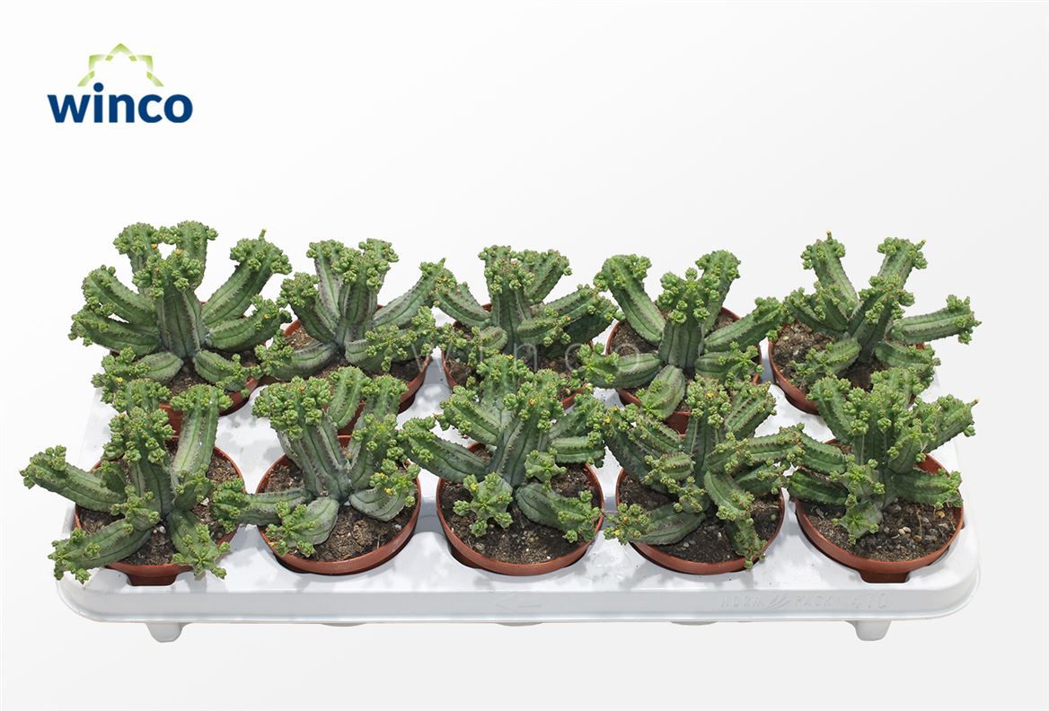 Cactus