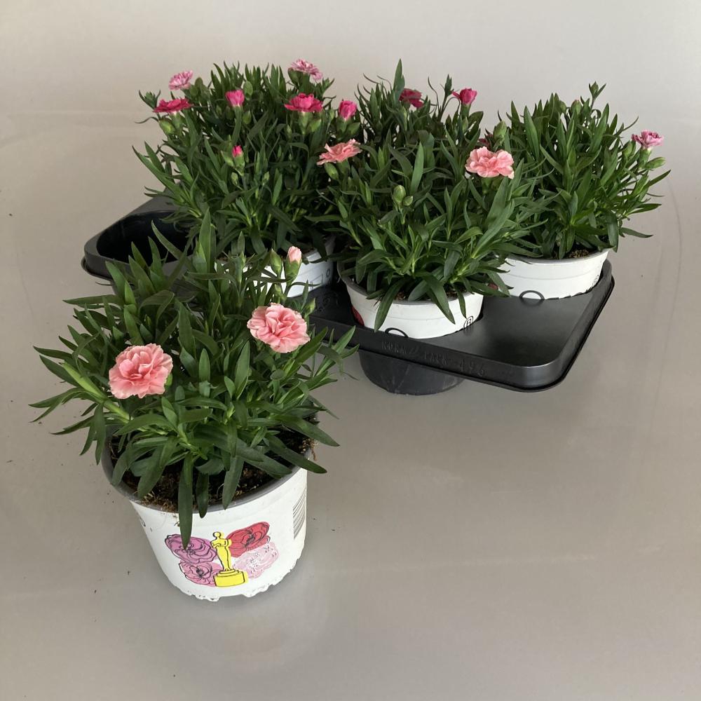 Dianthus