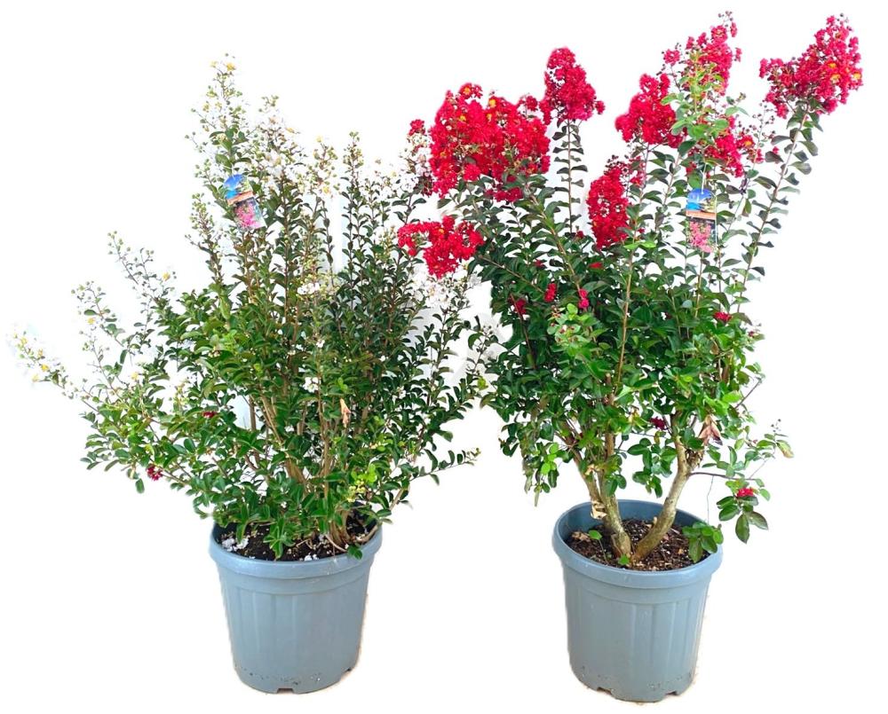 Lagerstroemia