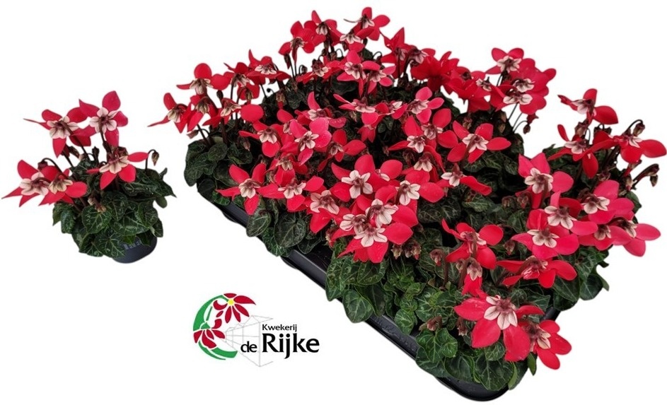 Cyclamen