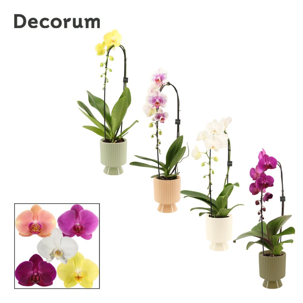 Phalaenopsis