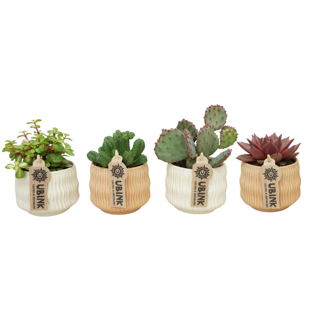 Cactus/succulenten