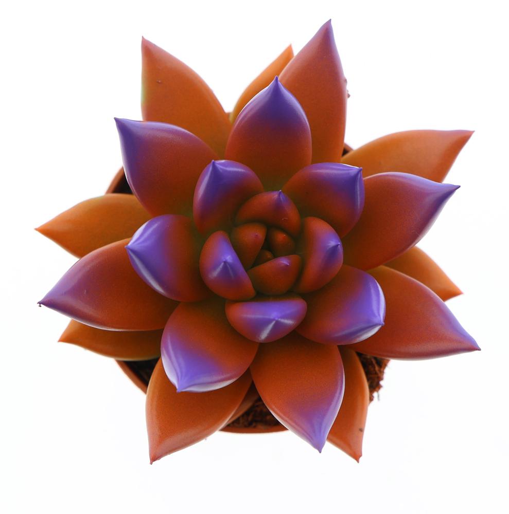 Echeveria