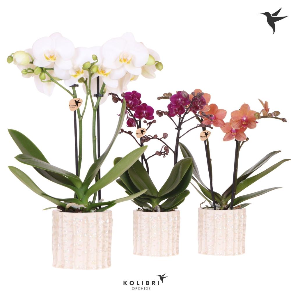 phalaenopsis