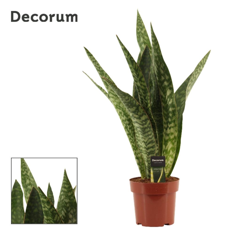 Sansevieria