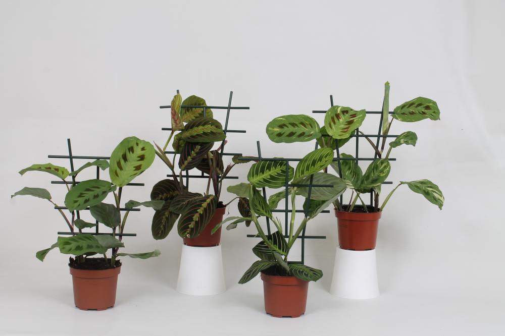 Maranta