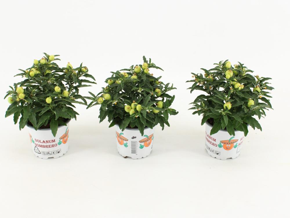 Solanum