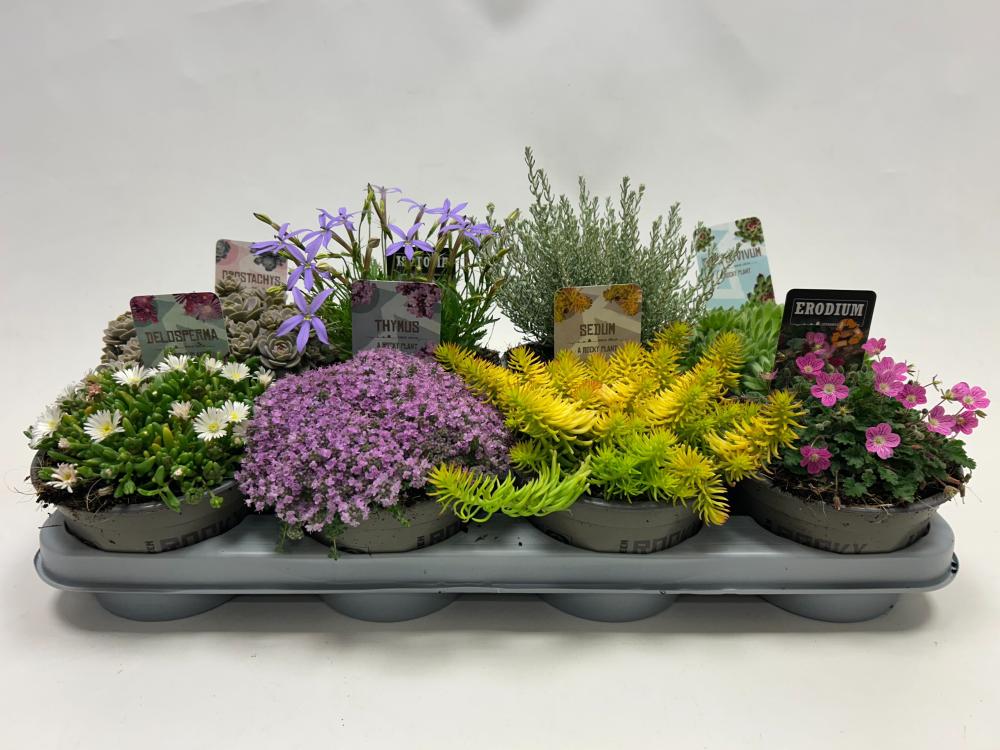 Plantes mix