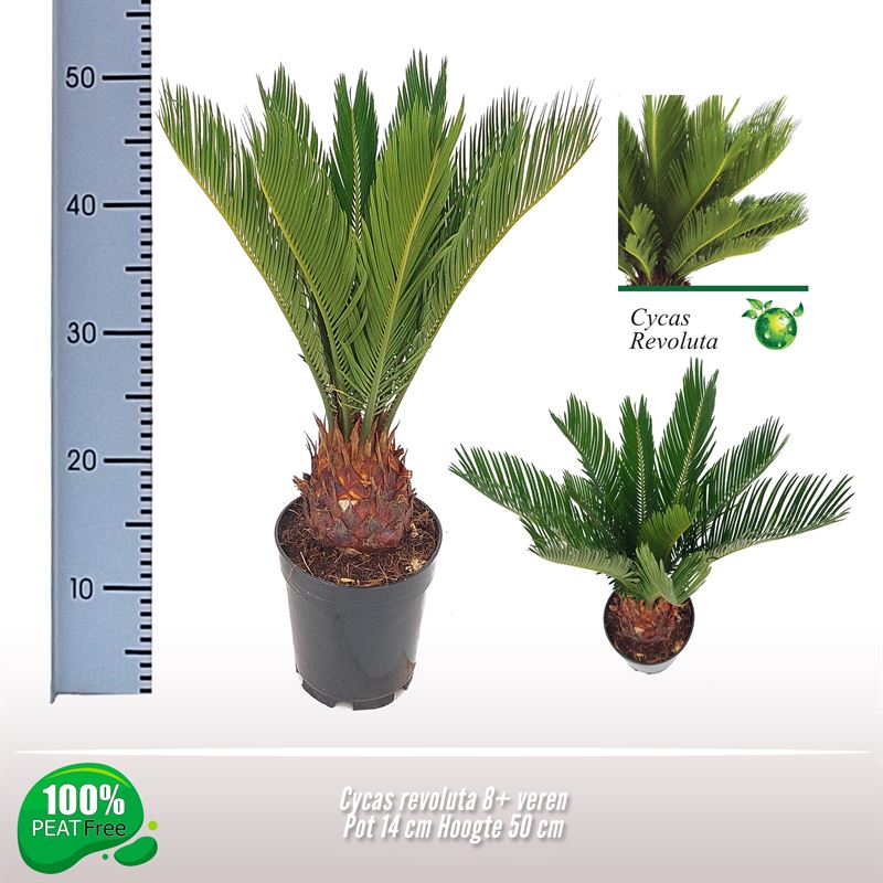 Cycas