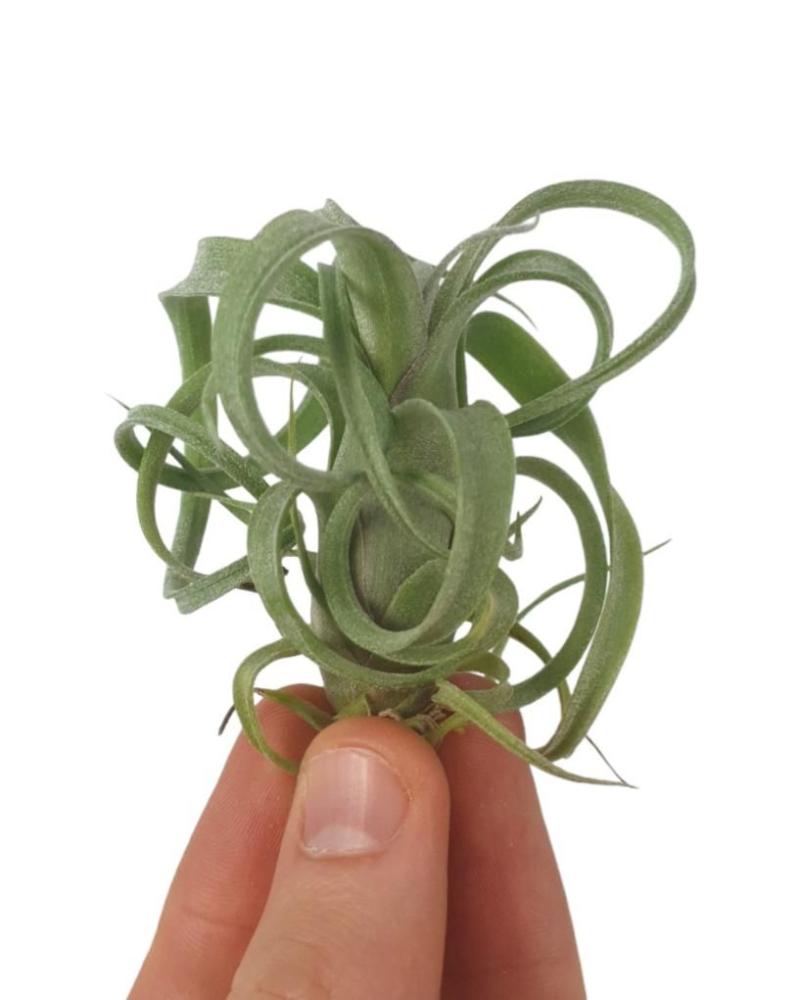 Tillandsia