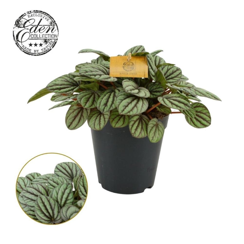 Peperomia