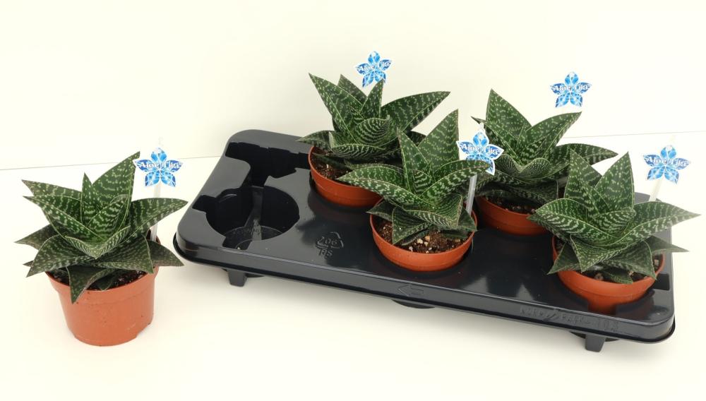 Gasteraloe