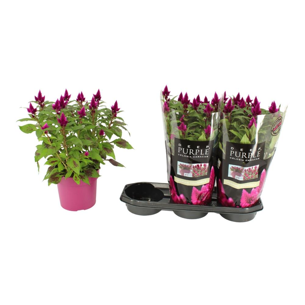 Celosia