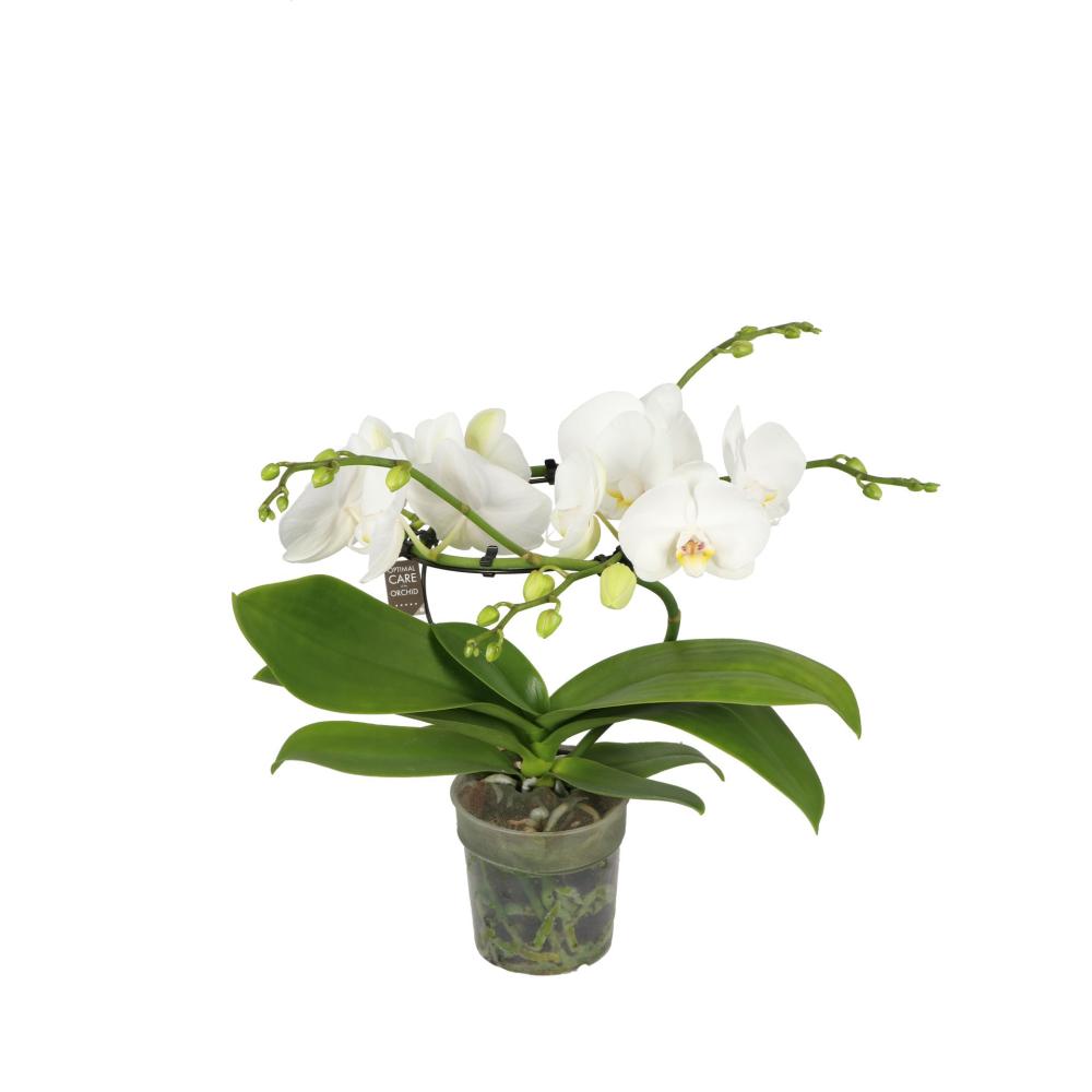 phalaenopsis