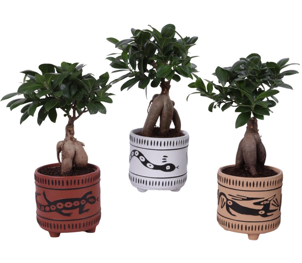 Ficus ginseng