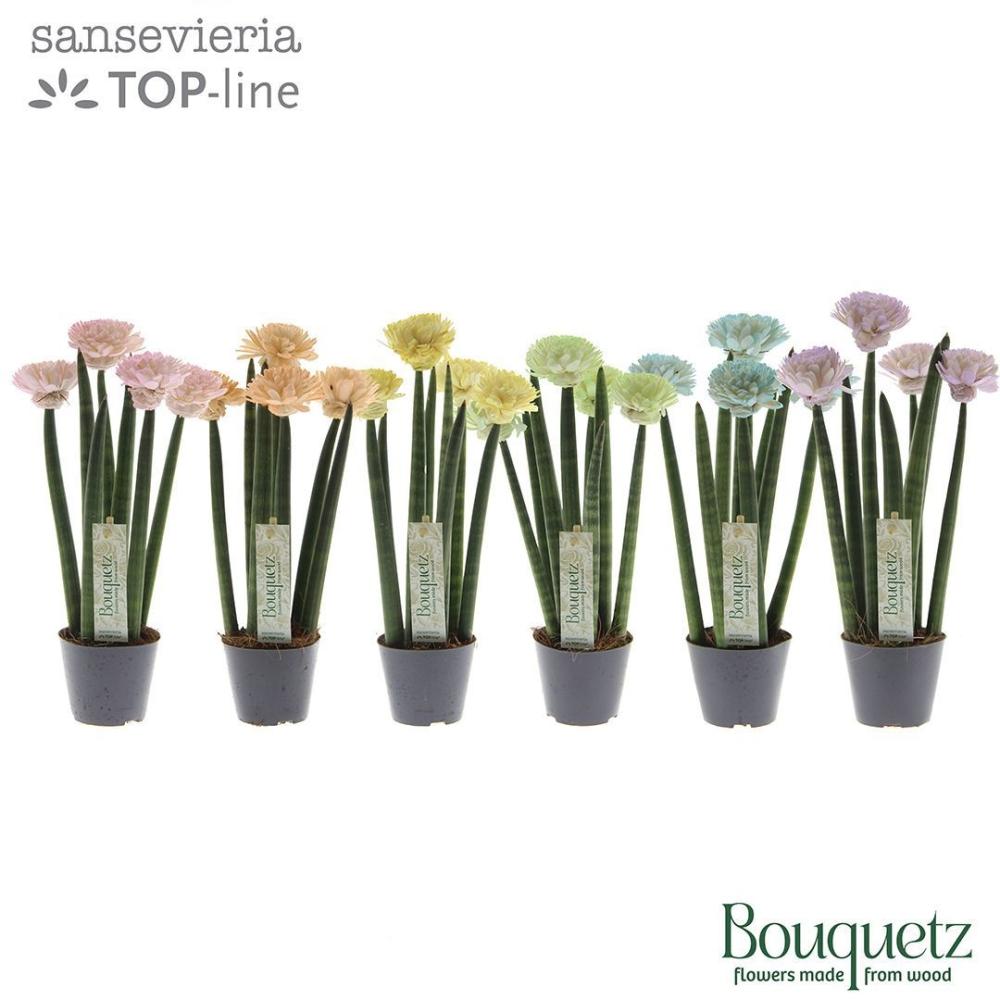 Sansevieria
