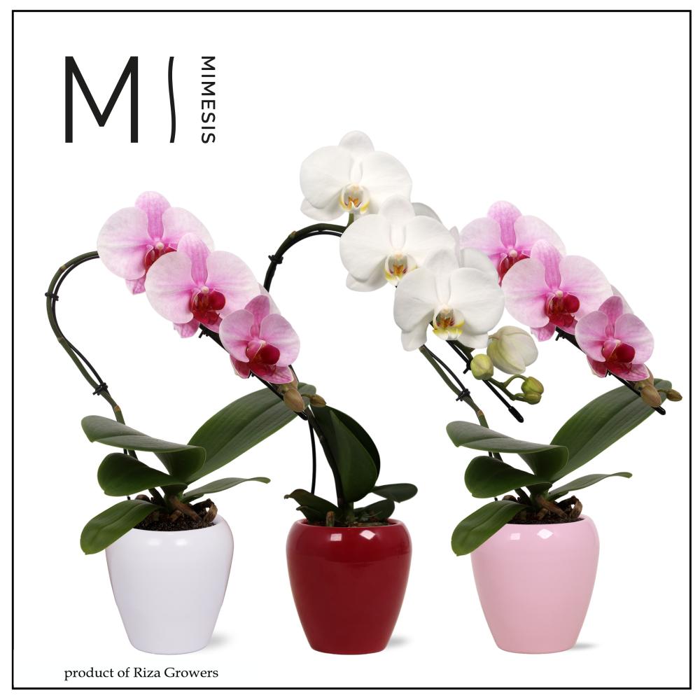 Phalaenopsis