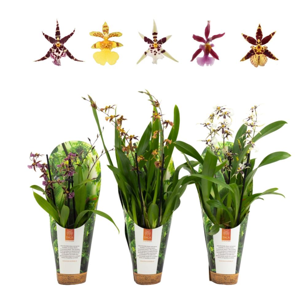 Oncidium