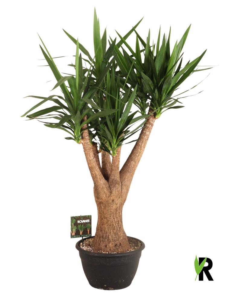 Yucca