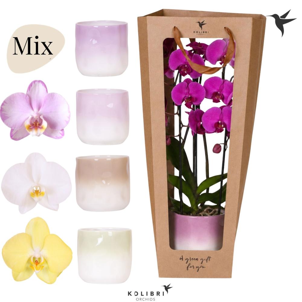 phalaenopsis