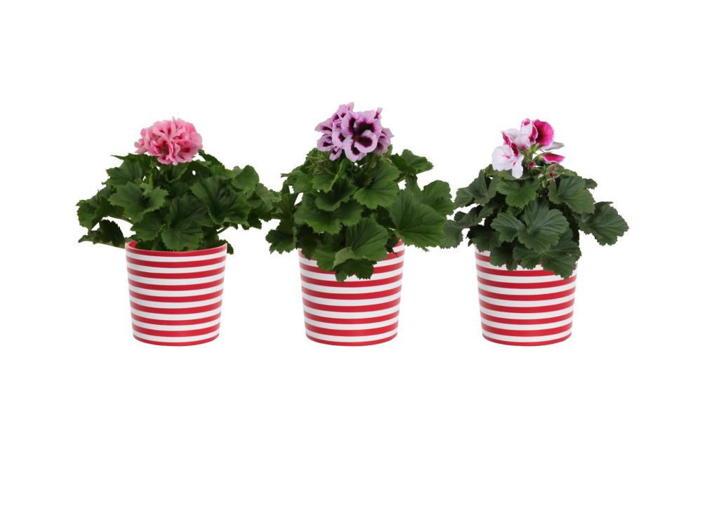 Pelargonium