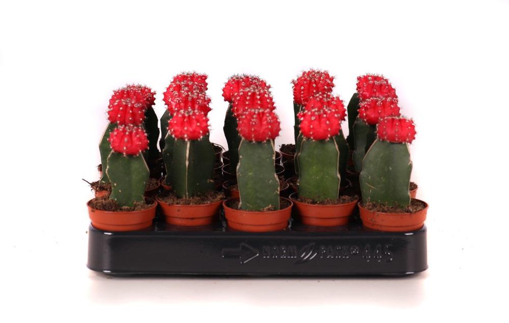 gymnocalycium