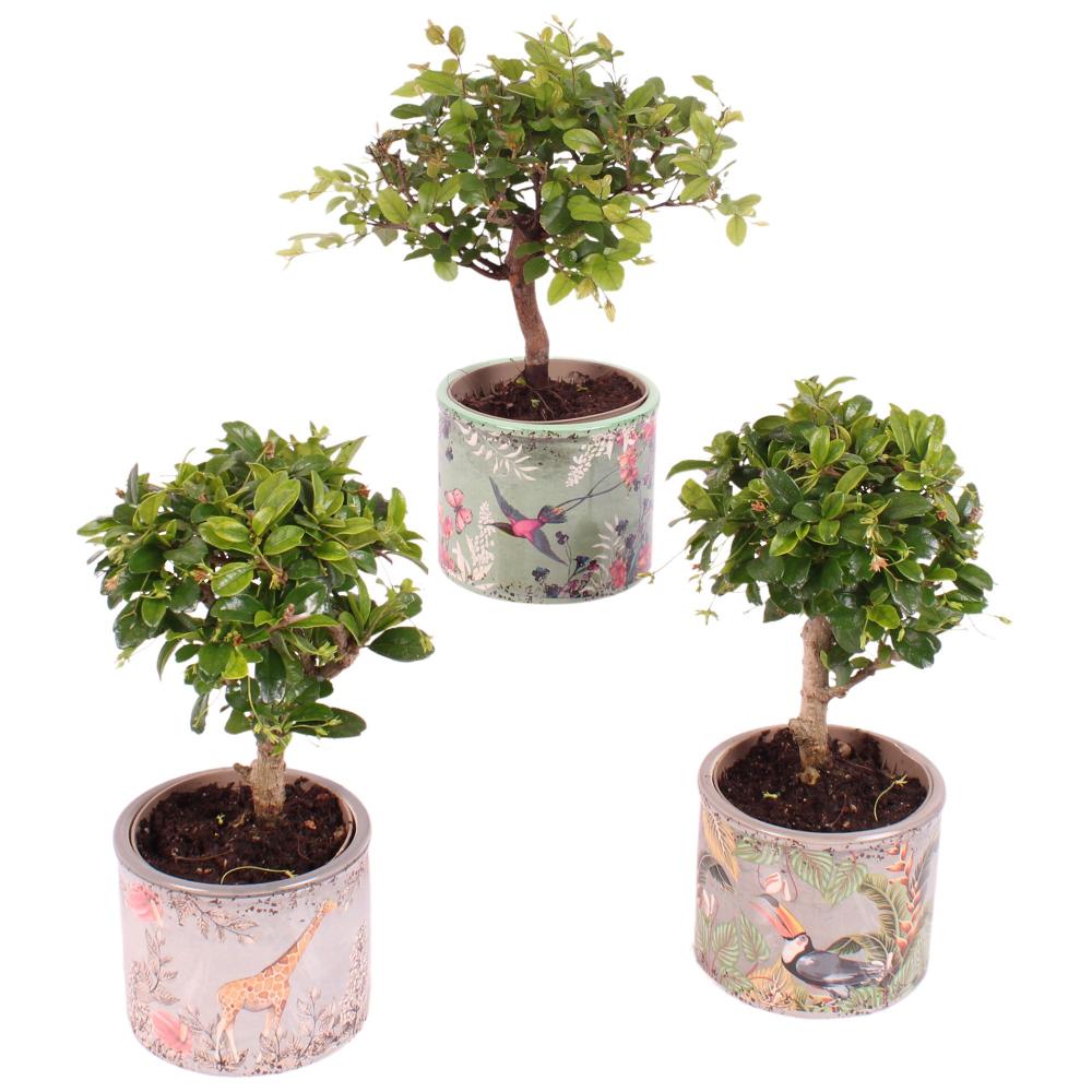 bonsai