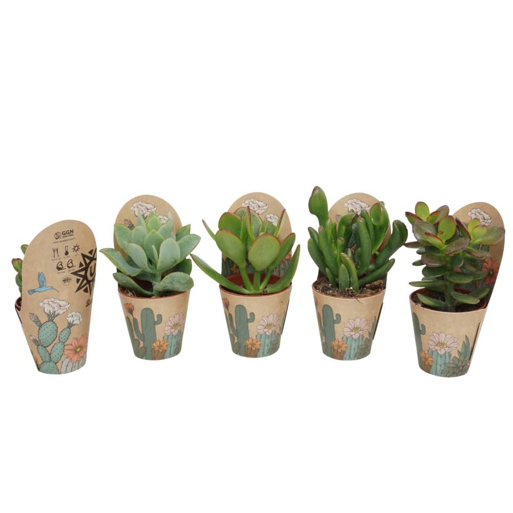 crassula