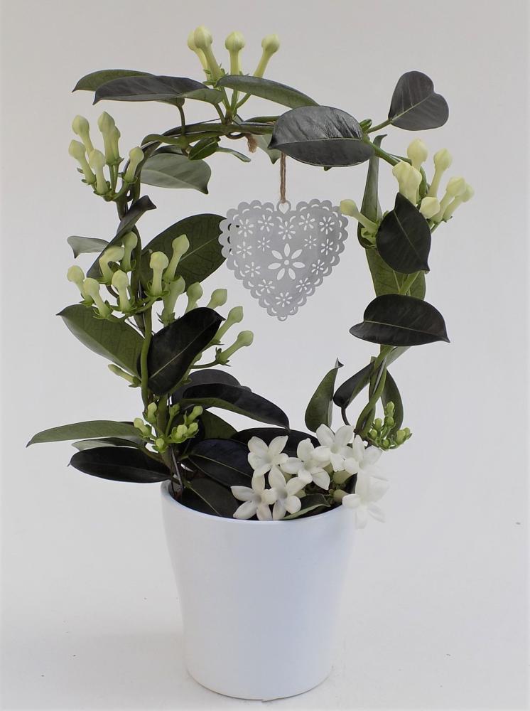 Stephanotis