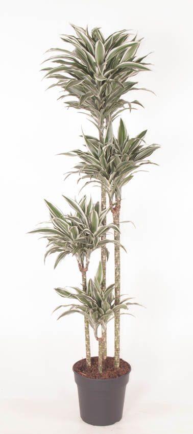 Dracaena