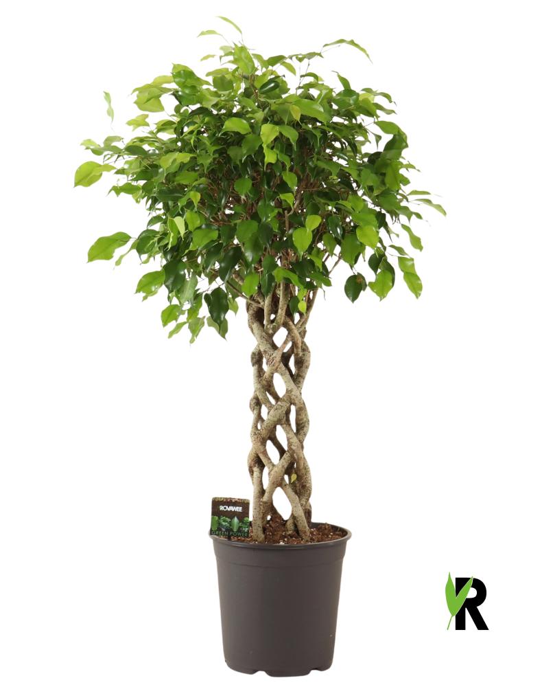 Ficus