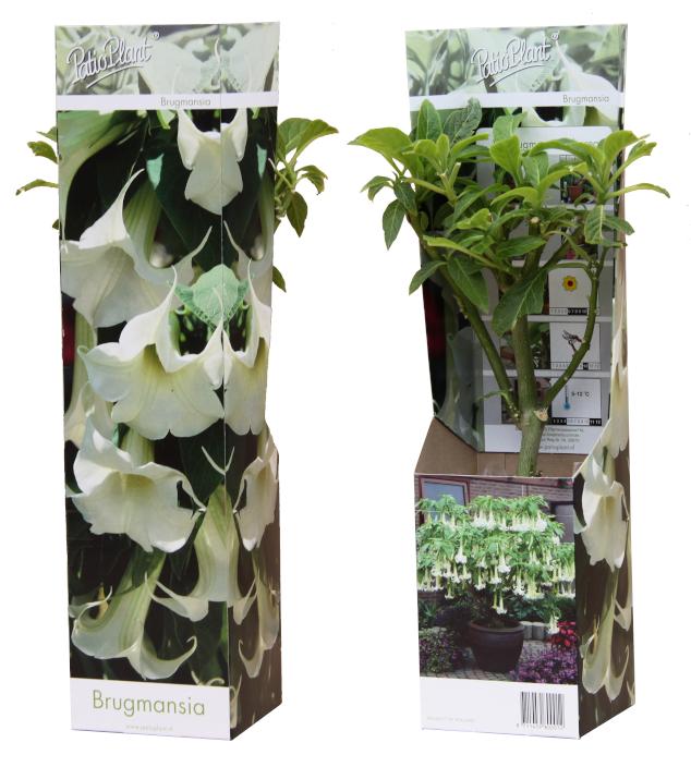 Brugmansia