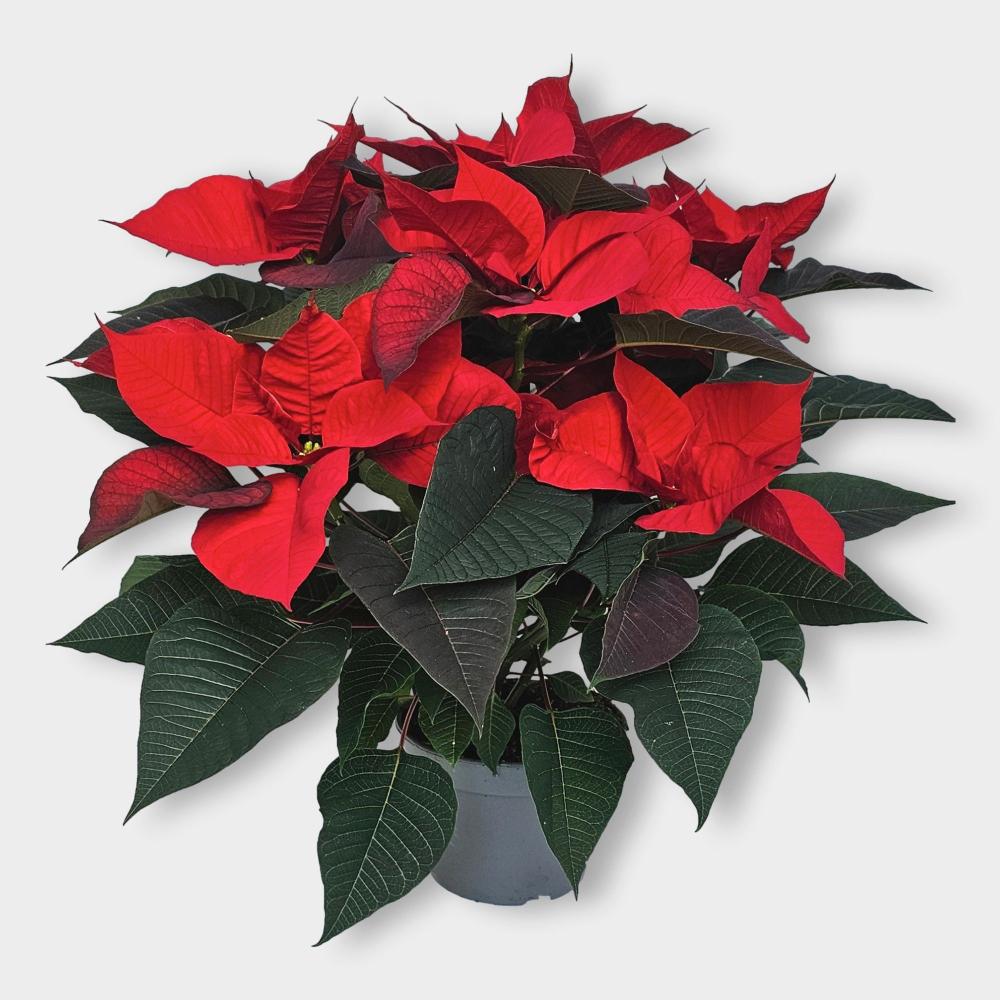 Poinsettia