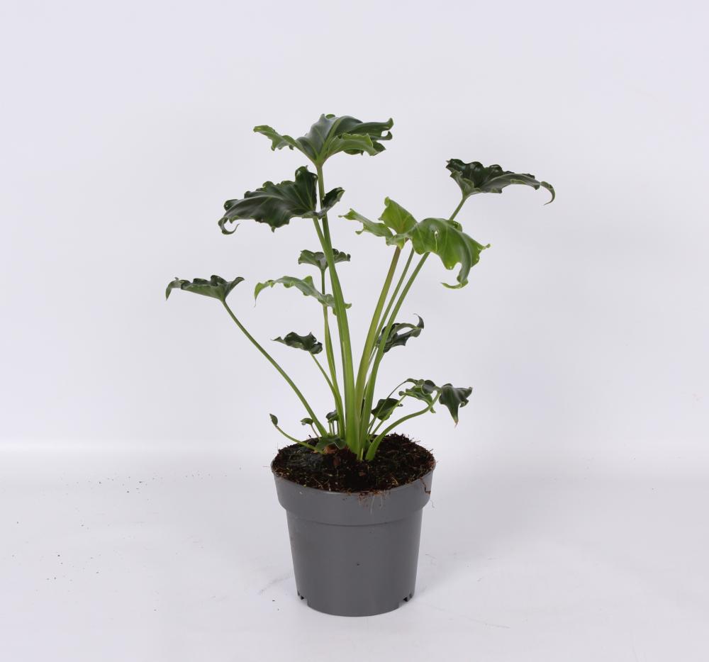 Philodendron