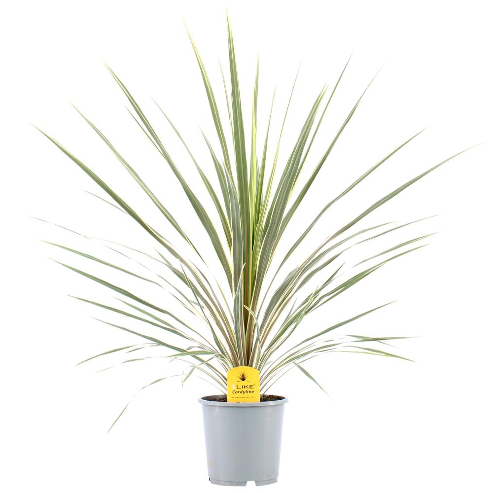 cordyline indivisa
