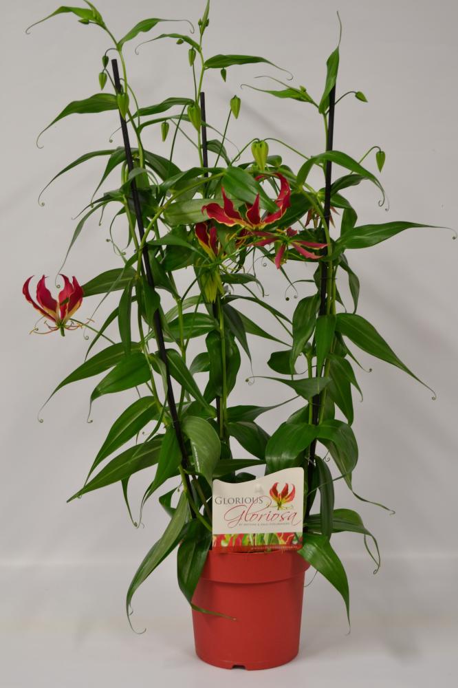 Gloriosa