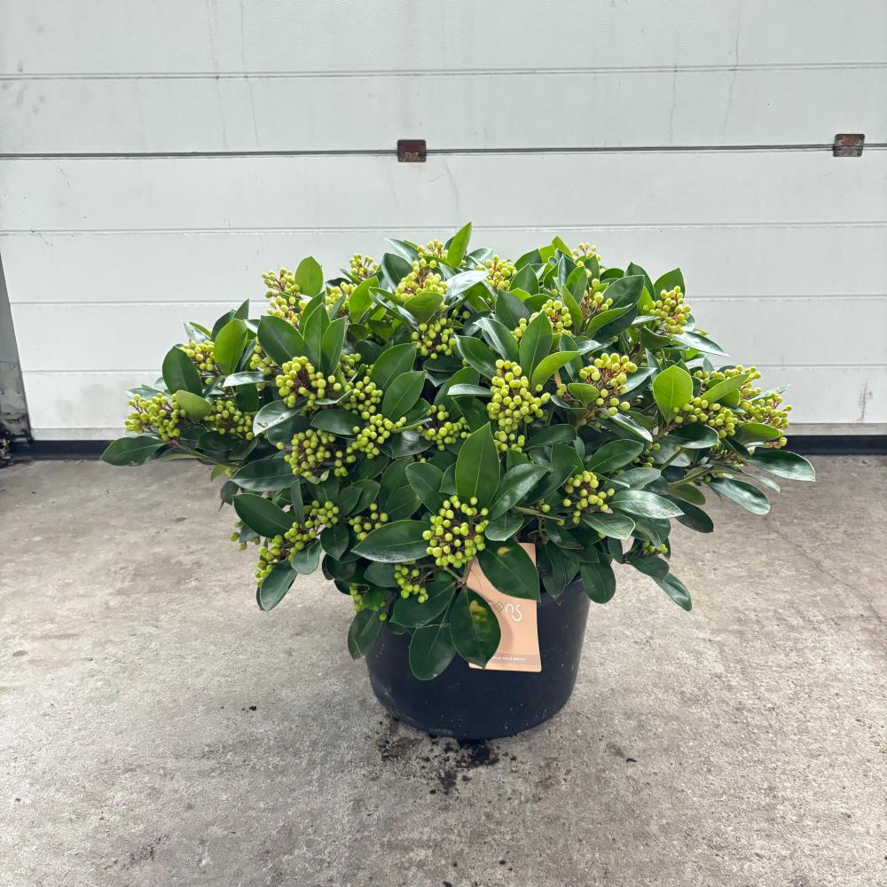 Skimmia