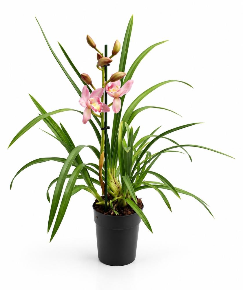 Cymbidium