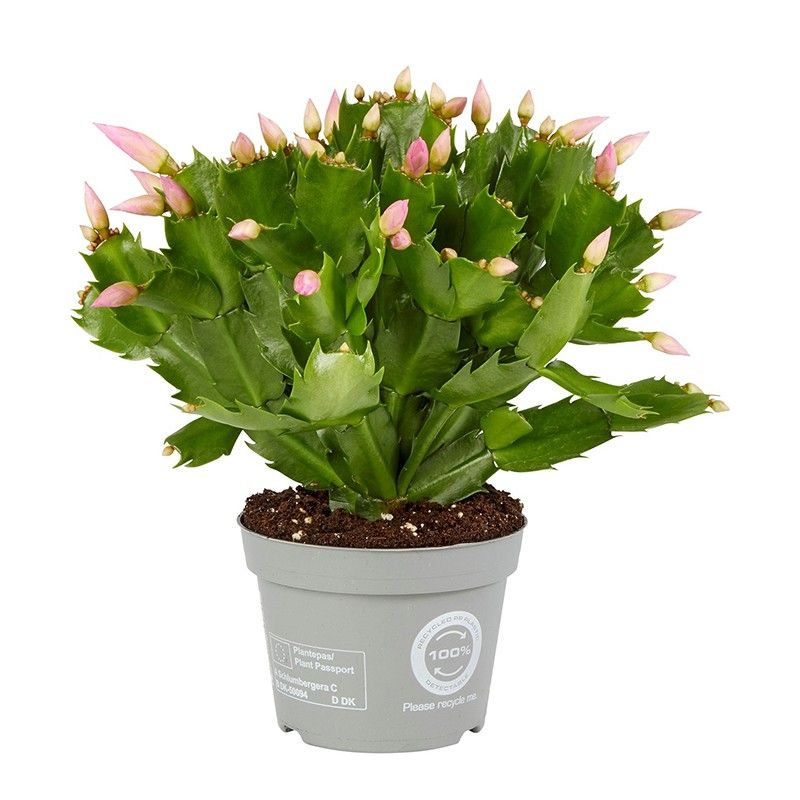 Schlumbergera