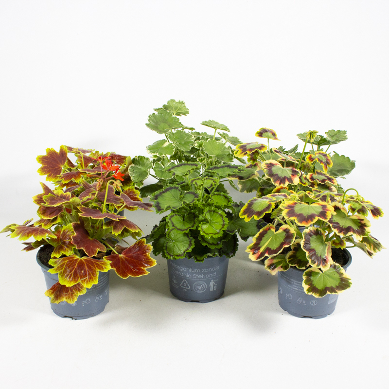 Pelargonium crispum