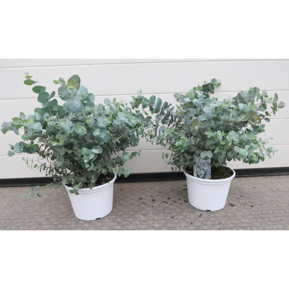 Eucalyptus cinerea silver dollar