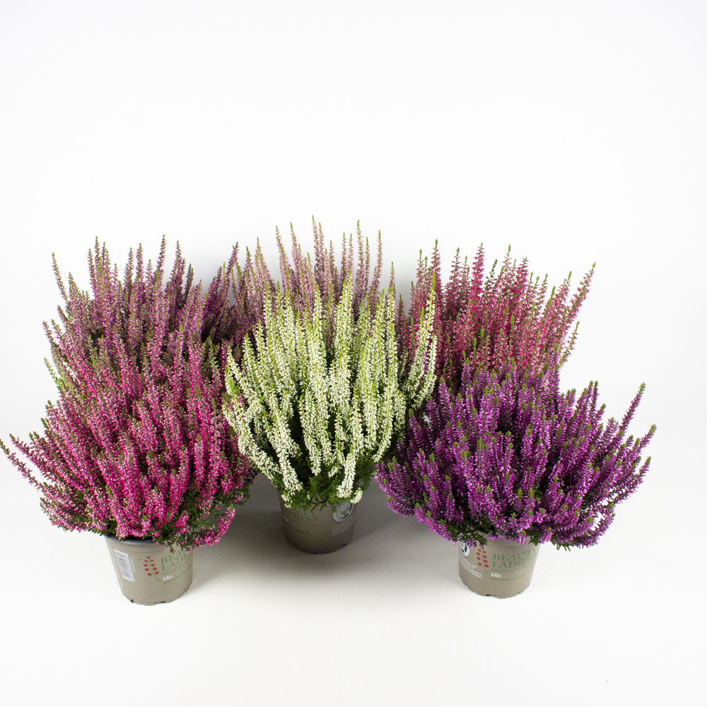 Calluna vulgaris beauty ladies