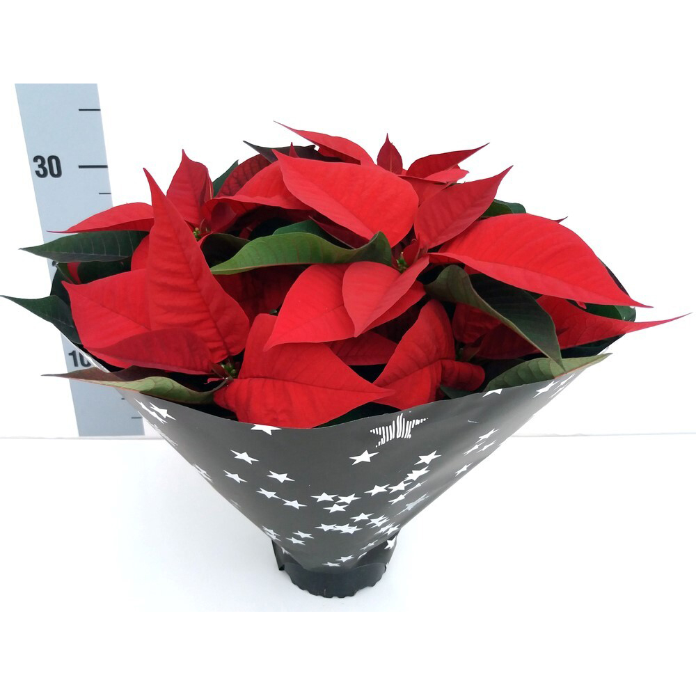 euphorbia pulcherrima