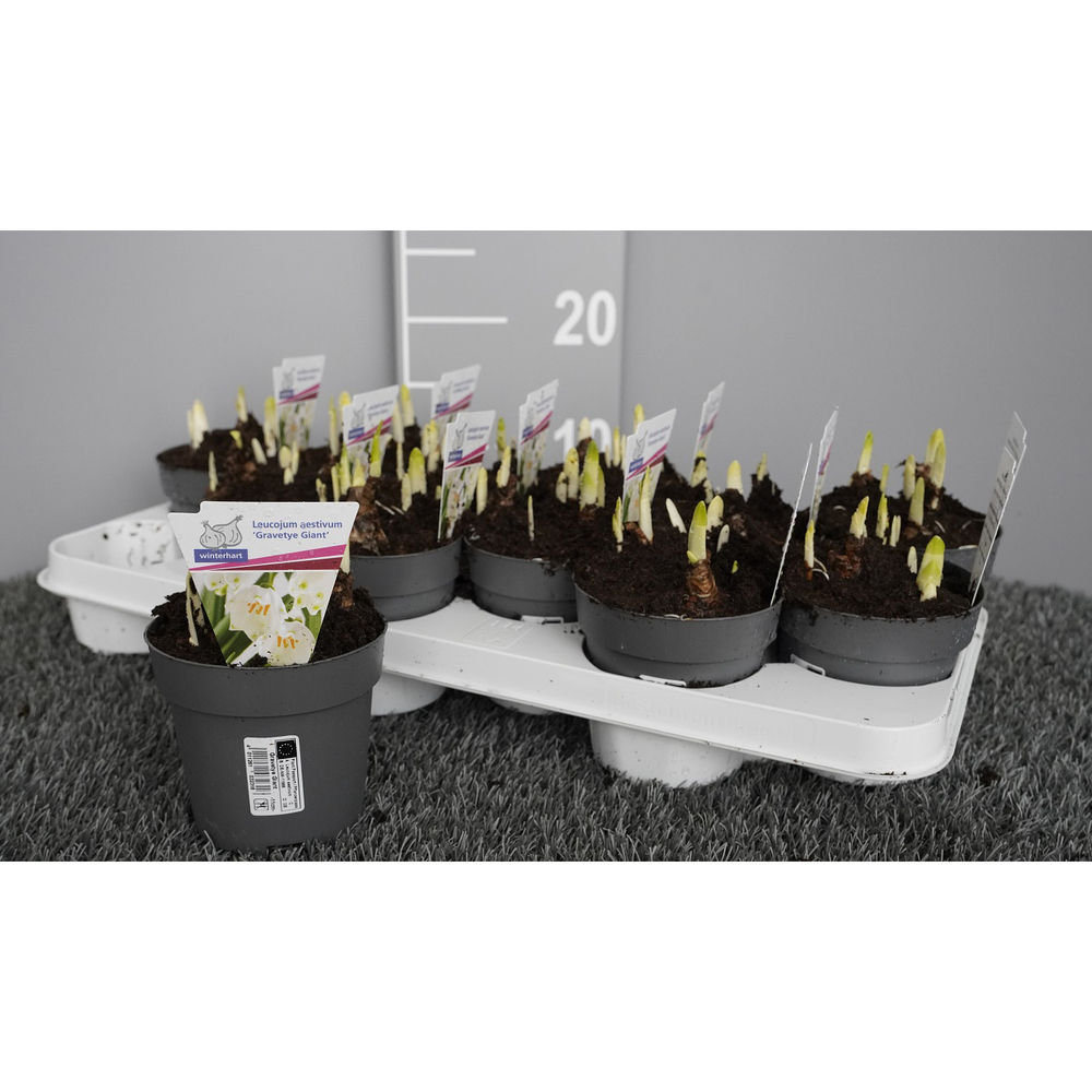 Leucojum aestivum gravetye giant