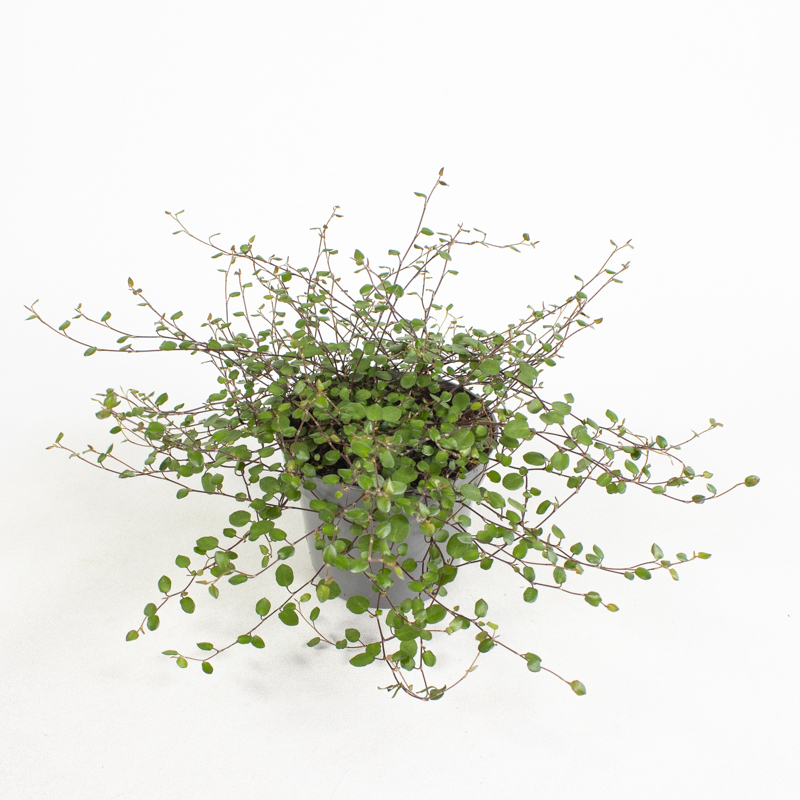 Muehlenbeckia complexa