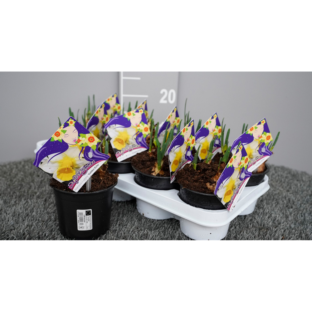 Narcissus golden echo